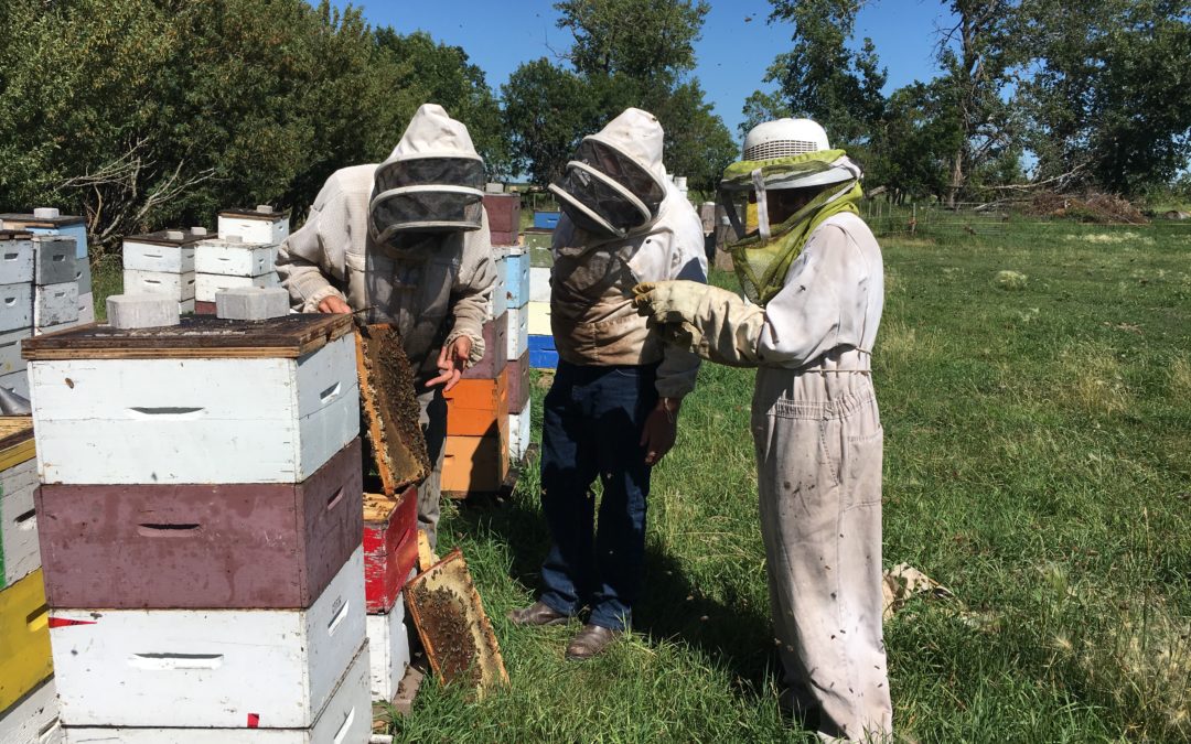 beekeeping, apprenticeship, internship, ranching, farm, work, learning, education